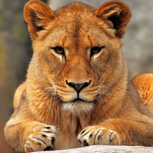 Meet your Posher, Monica